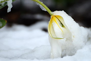 photo-item.ch - Fotogalerie Tulpen vom Winter überrascht